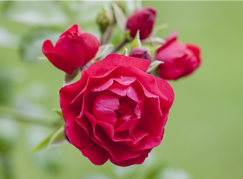 Bodendeckerrose Bodendeckerrose