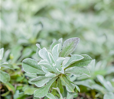 Antennaria dioica Antennaria dioica