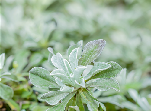 Antennaria dioica Antennaria dioica