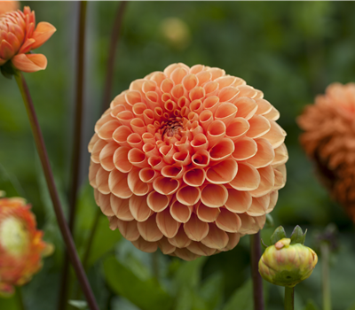 Dahlia Pompon Dahlia Pompon