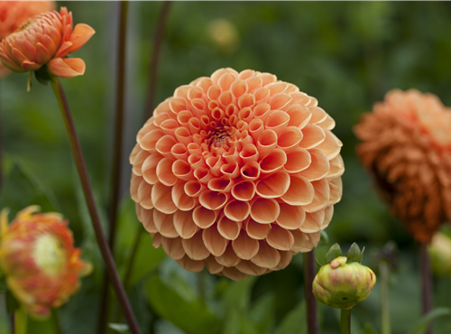 Dahlia Pompon Dahlia Pompon