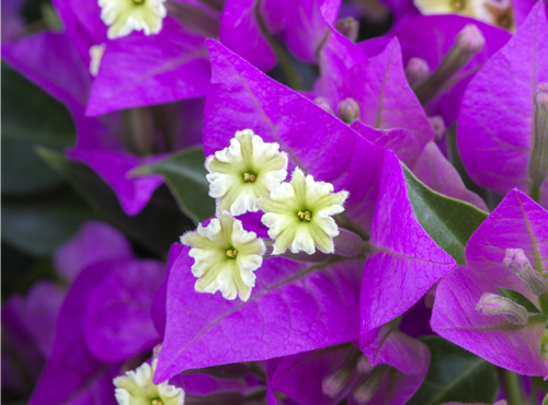 Bougainvillea Bougainvillea