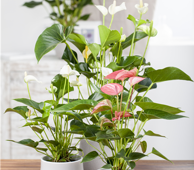 Anthurium x andreanum Anthurium x andreanum