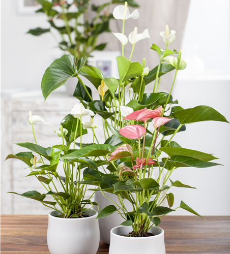 Anthurium x andreanum Anthurium x andreanum
