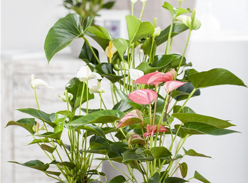Anthurium x andreanum Anthurium x andreanum