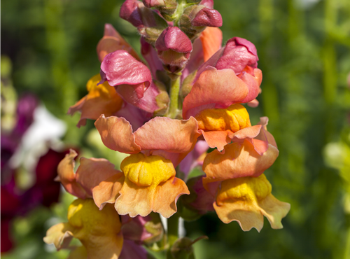 Antirrhinum majus Antirrhinum majus