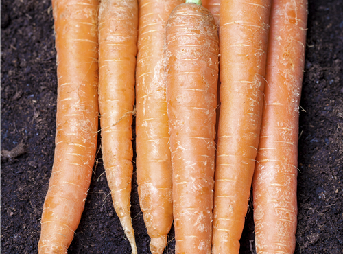 Daucus carota var. sativus Daucus carota var. sativus
