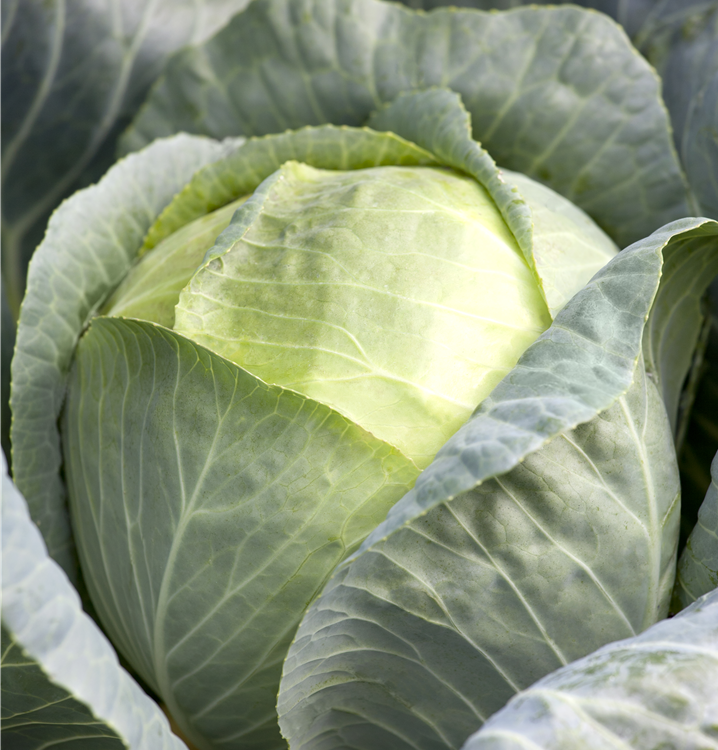 Weißkohl Weißkohl