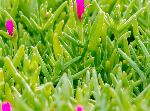 Delosperma cooperi Delosperma cooperi