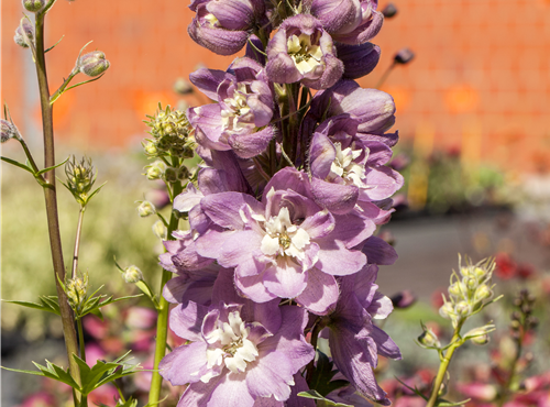Delphinium 'Magic Fountains' Delphinium 'Magic Fountains'