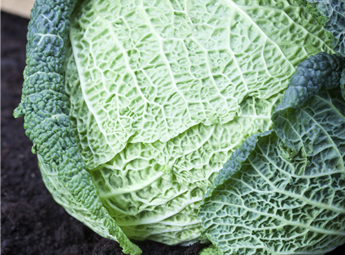 Brassica oleracea var. capitata var. sabauda Brassica oleracea var. capitata var. sabauda