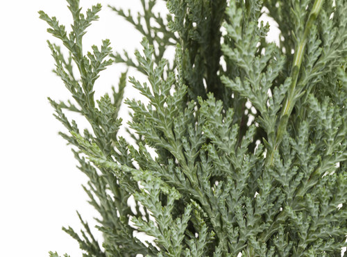 Chamaecyparis lawsoniana Chamaecyparis lawsoniana