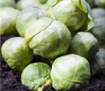 Brassica oleracea var. gemmifera Brassica oleracea var. gemmifera