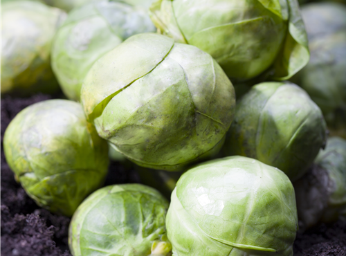 Brassica oleracea var. gemmifera Brassica oleracea var. gemmifera