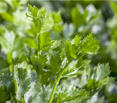 Apium graveolens Apium graveolens