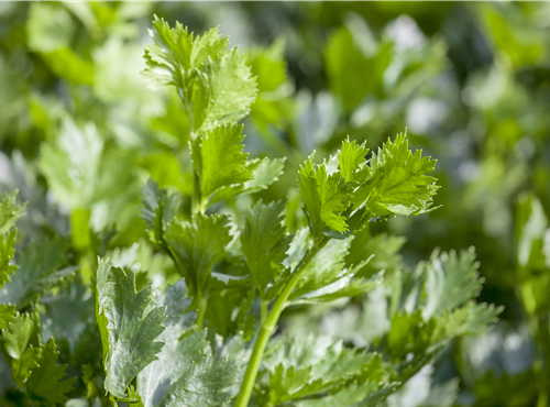 Apium graveolens Apium graveolens