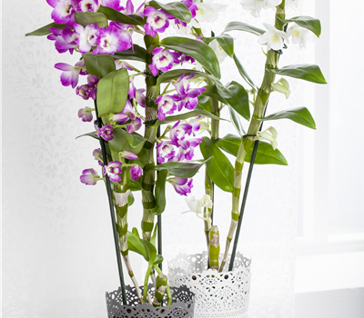 Dendrobium nobile Dendrobium nobile