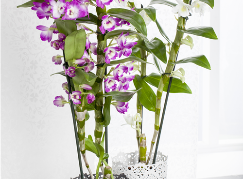 Dendrobium nobile Dendrobium nobile