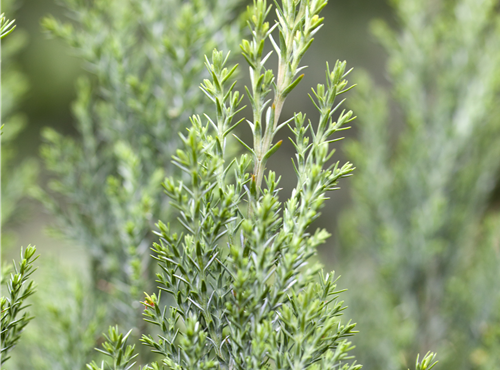 Chamaecyparis lawsoniana 'Ellwoodii' Chamaecyparis lawsoniana 'Ellwoodii'