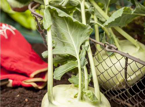 Brassica oleracea var. gongylodes Brassica oleracea var. gongylodes