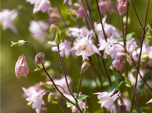 Aquilegia vulgaris Aquilegia vulgaris