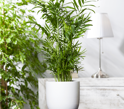 Chamaedorea elegans Chamaedorea elegans