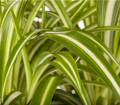 Chlorophytum comosum Chlorophytum comosum