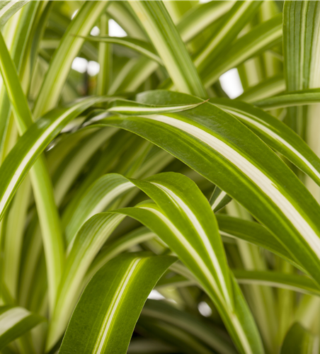 Chlorophytum comosum Chlorophytum comosum