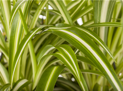 Chlorophytum comosum Chlorophytum comosum