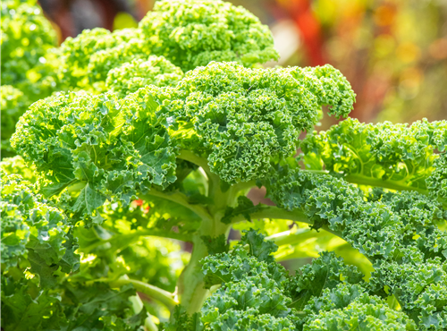 Brassica oleracea var. sabellica Brassica oleracea var. sabellica