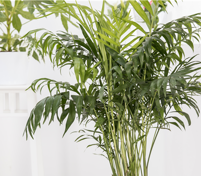 Areca catechu Areca catechu