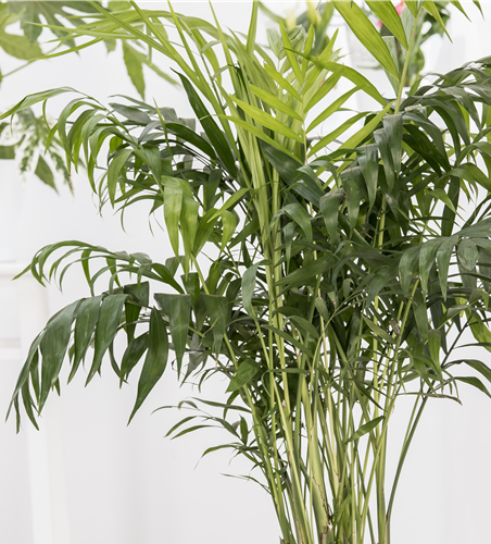 Areca catechu Areca catechu