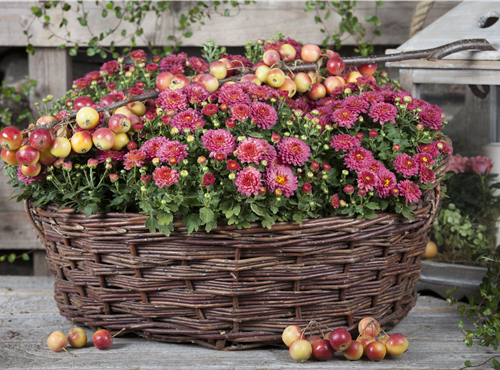 Chrysanthemum indicum Chrysanthemum indicum