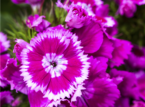 Dianthus barbatus Dianthus barbatus