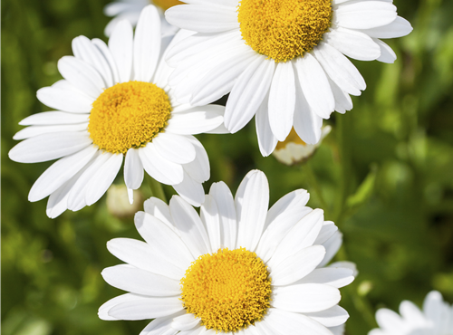 Argyranthemum frutescens Argyranthemum frutescens