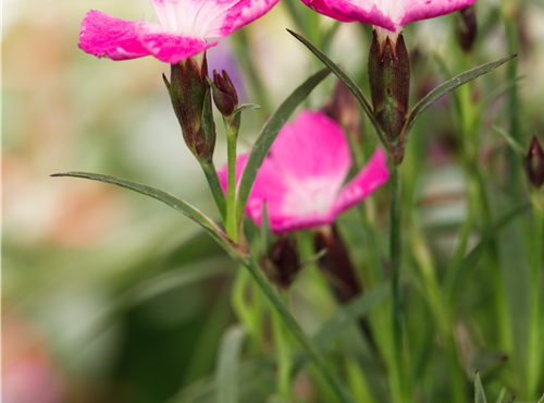 Dianthus 'Kahori'® Dianthus 'Kahori'®