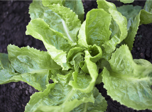 Cichorium endivia Cichorium endivia