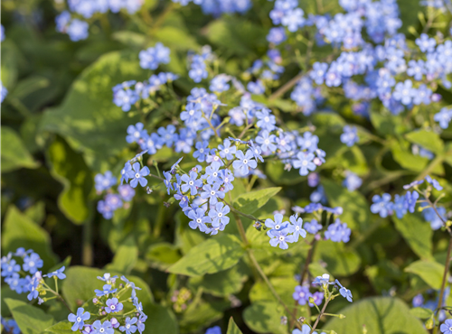 Brunnera macrophylla