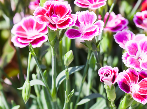 Dianthus 'Pink Kisses'® Dianthus 'Pink Kisses'®