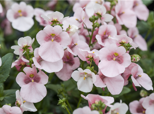 Diascia Diascia