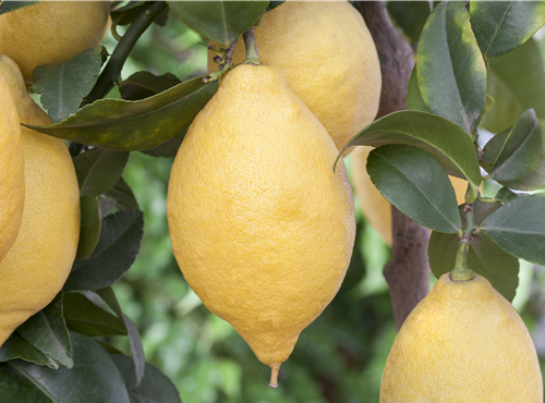 Citrus limon Citrus limon