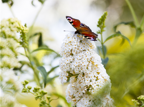 Buddleja davidii Buddleja davidii