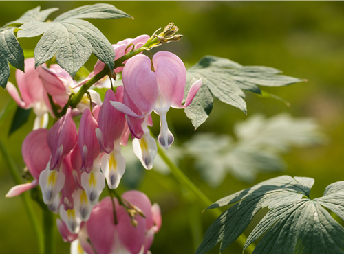 Dicentra spectabilis Dicentra spectabilis