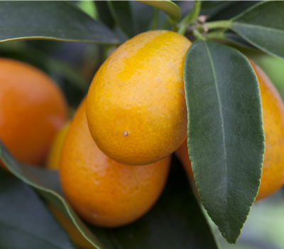 Citrus margarita Citrus margarita