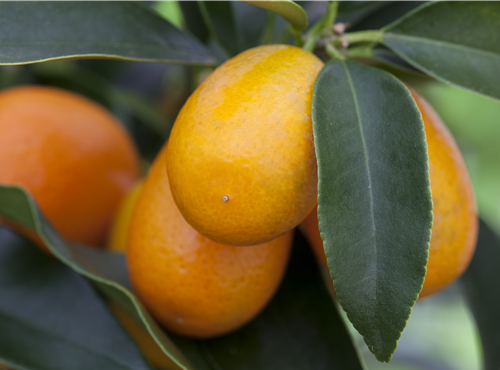 Citrus margarita Citrus margarita