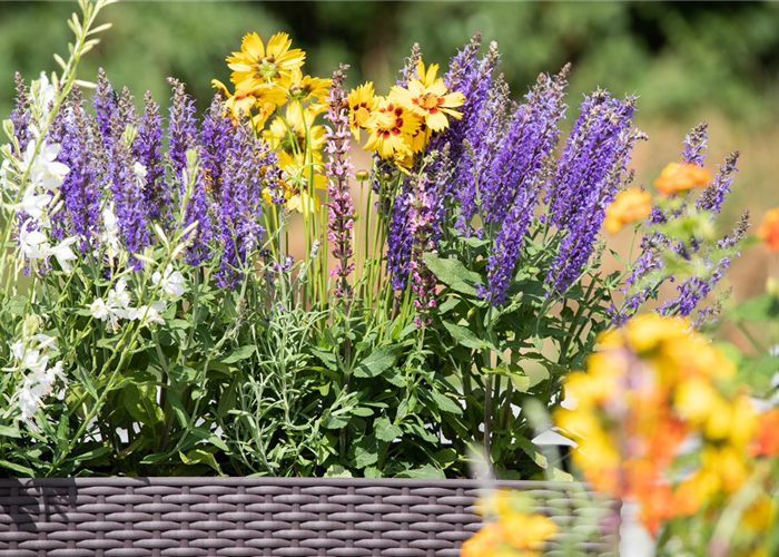 Wernigerode: Gärtner/ Mitarbeiter (m/w/d) mit gärtnerischen Vorkenntnissen