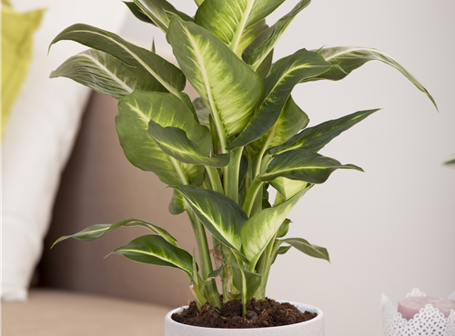Dieffenbachia maculata Dieffenbachia maculata