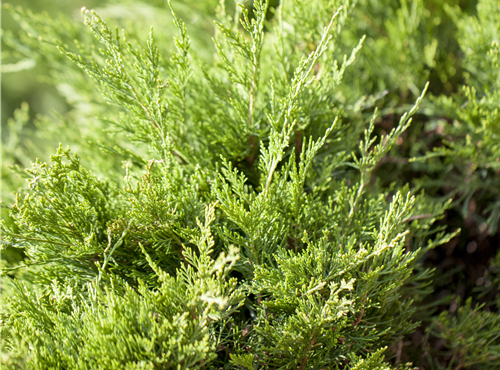 Juniperus x pfitzeriana 'Mint Julep' Juniperus x pfitzeriana 'Mint Julep'