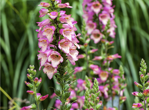 Digitalis purpurea Digitalis purpurea