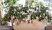 Hängende Fuchsie Hängende Fuchsie